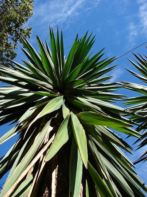 Yucca géant