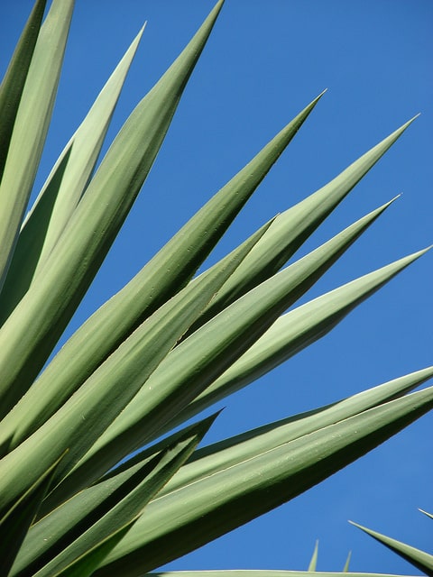 Yucca géant