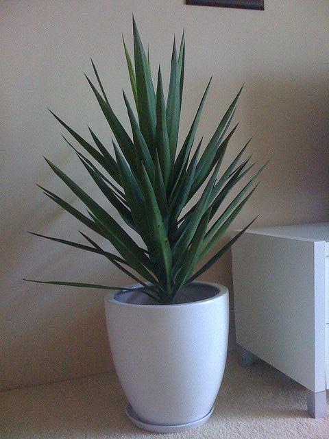 Yucca géant