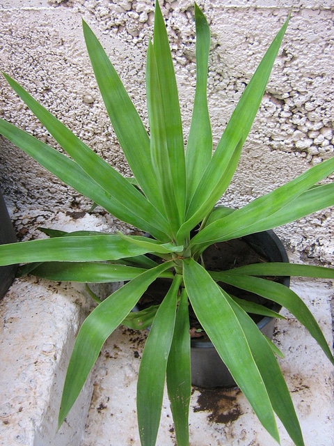 Yucca géant