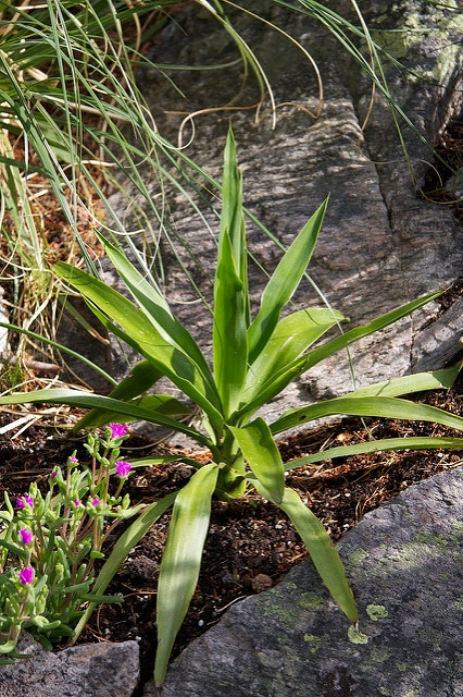 Yucca géant