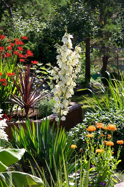 Yucca filamenteux