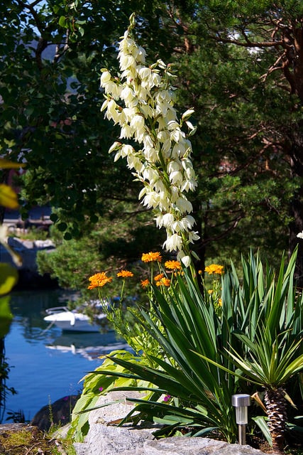 Yucca filamenteux