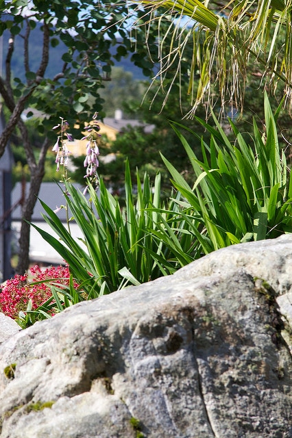Yucca filamenteux