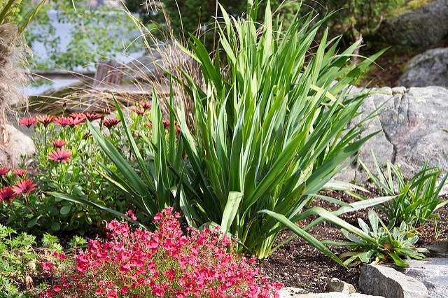Yucca filamenteux