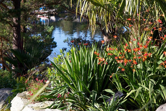 Yucca filamenteux