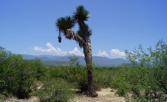 Yucca filifera