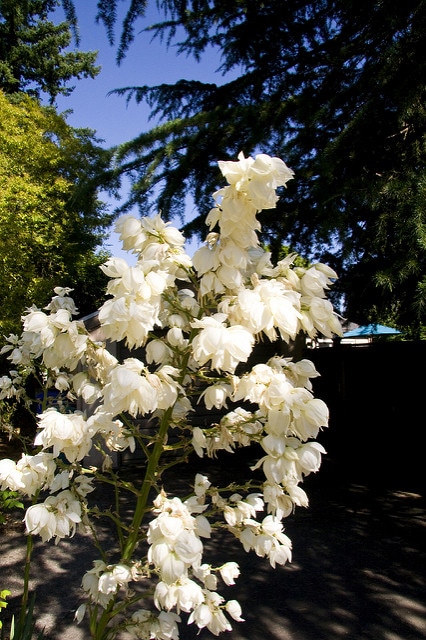 Yucca flaccida (Yucca flaccida)
