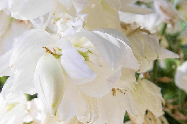 Yucca flaccida