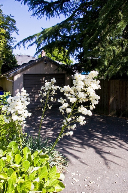 Yucca flaccida