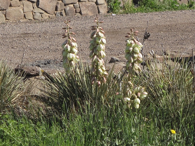 Yucca glauque (Yucca glauca)