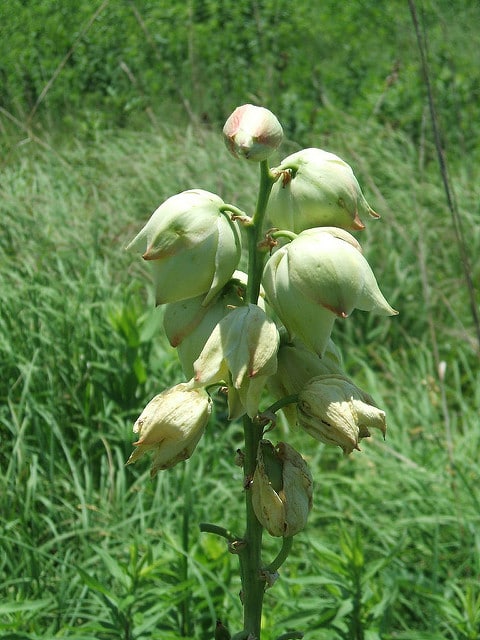 Yucca glauque