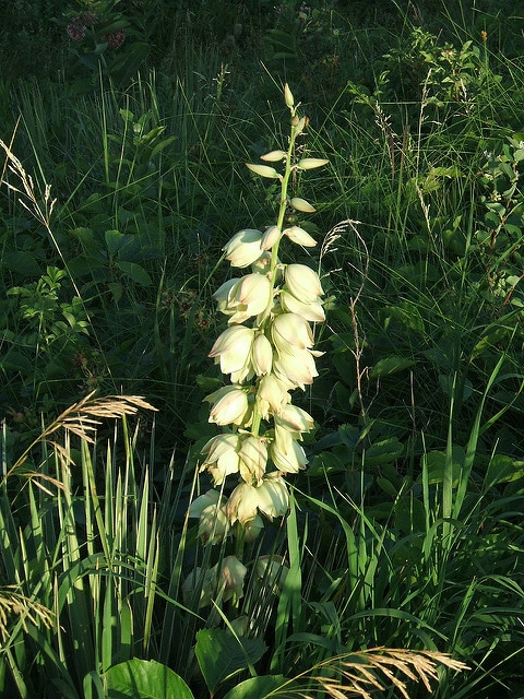 Yucca glauque