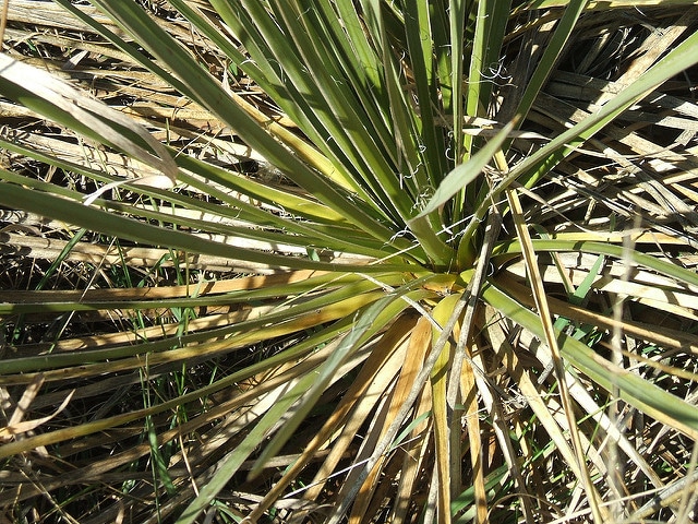 Yucca glauque