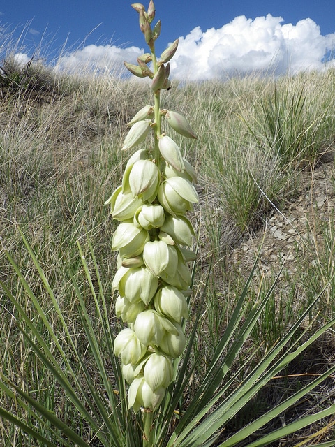 Yucca glauque