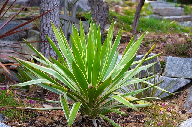 Yucca