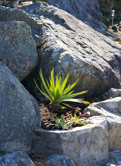 Yucca