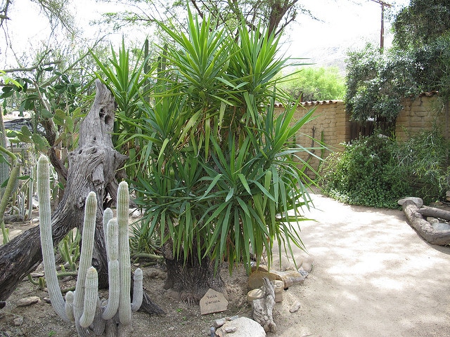 Yucca