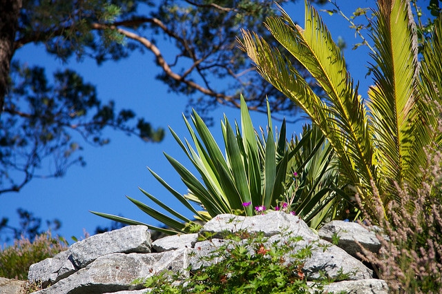 Yucca