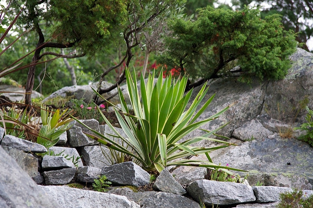 Yucca