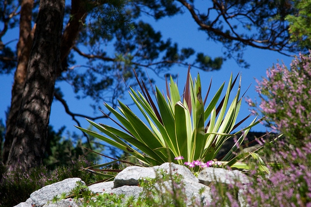 Yucca (Yucca gloriosa)