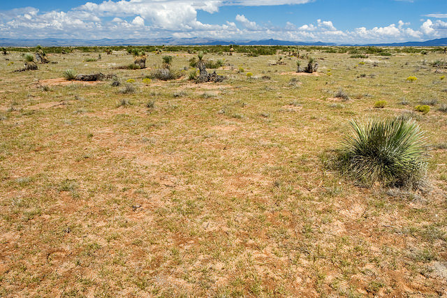 Yucca grandiflora