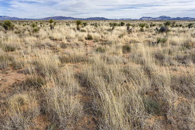 Yucca grandiflora