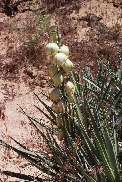 Yucca harrimaniae