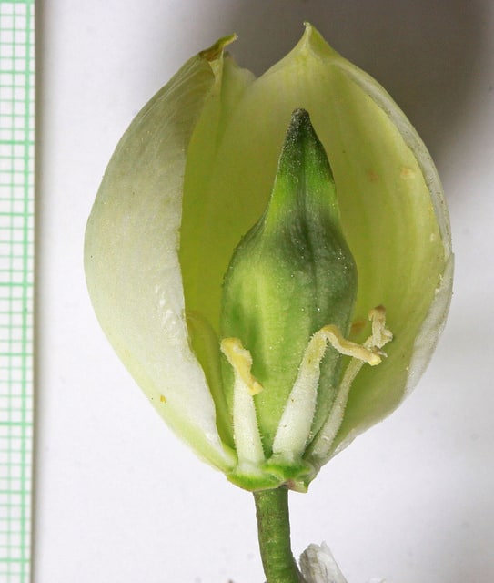 Yucca harrimaniae