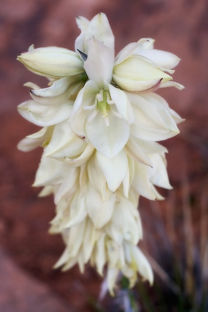 Yucca harrimaniae