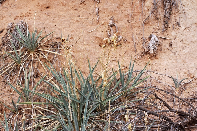 Yucca harrimaniae