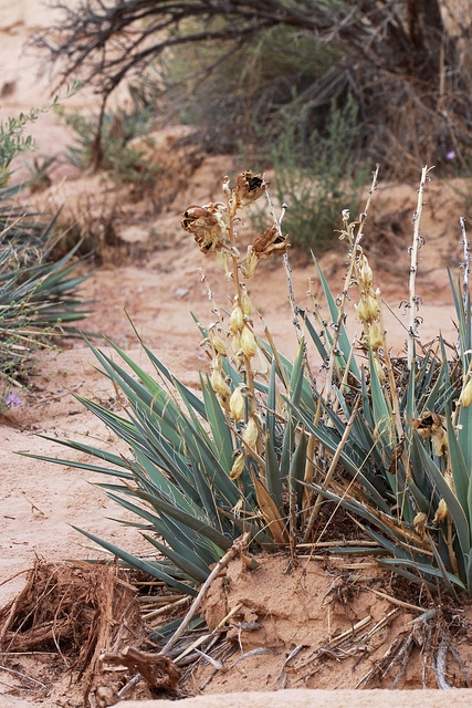 Yucca harrimaniae
