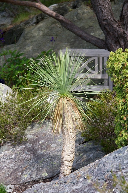 Yucca à feuilles linéaires