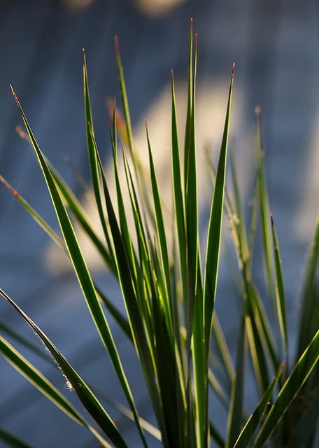 Yucca rostrata