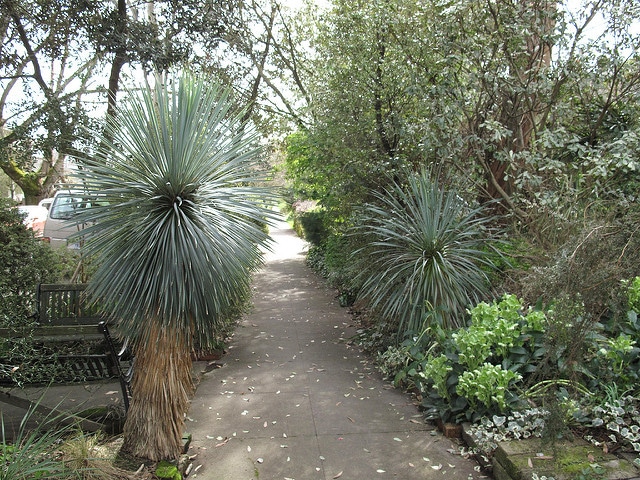 Yucca rostrata