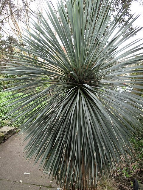 Yucca rostrata