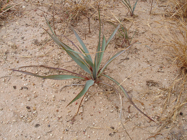 Yucca rupicola