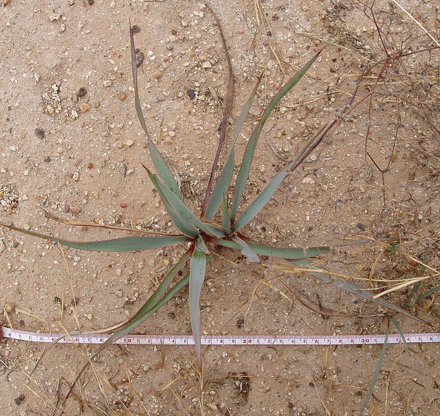 Yucca rupicola