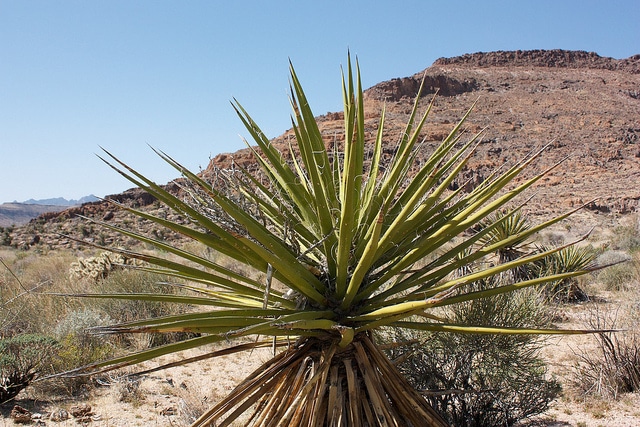 Yucca schidigera