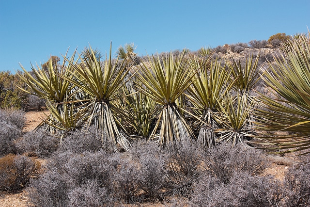 Yucca schidigera