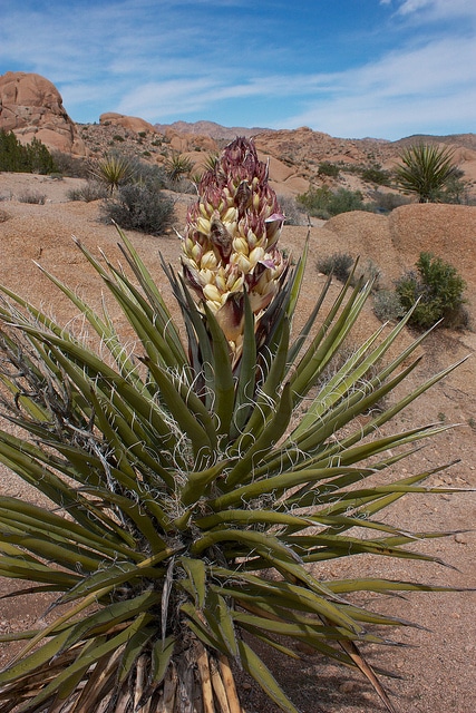 Yucca schidigera