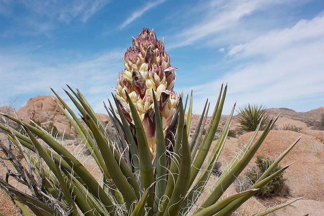Yucca schidigera