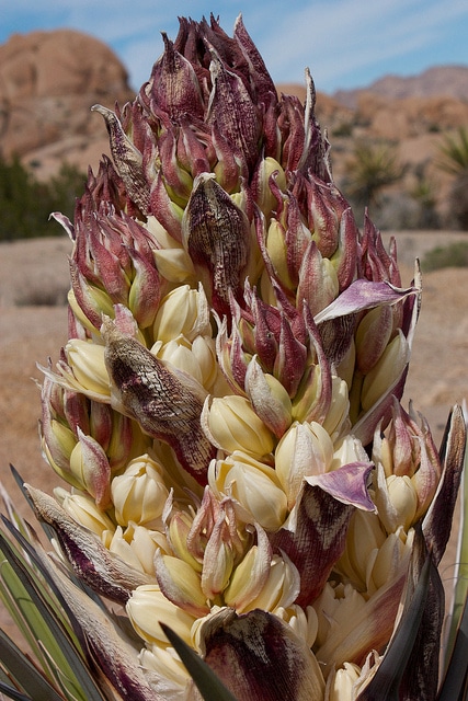 Yucca schidigera