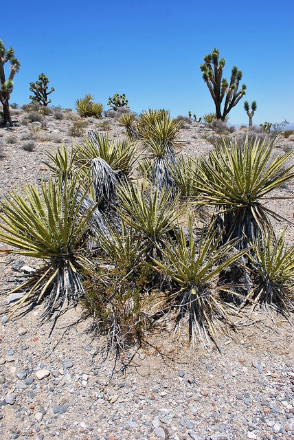 Yucca schidigera