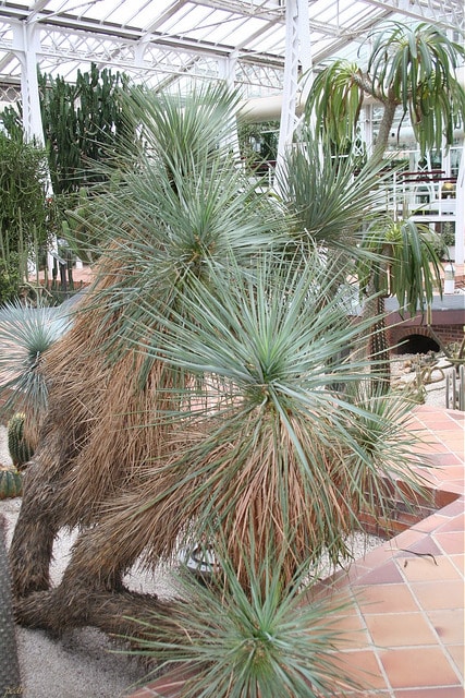 Yucca de thompson