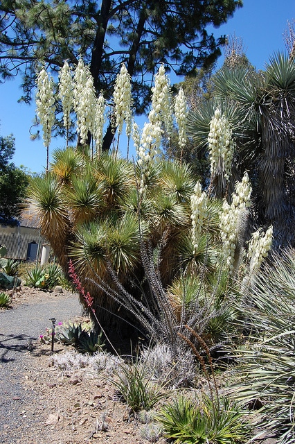 Yucca de thompson