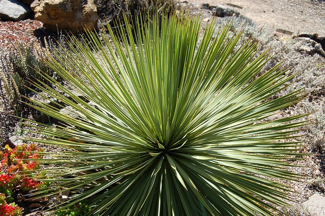 Yucca de thompson