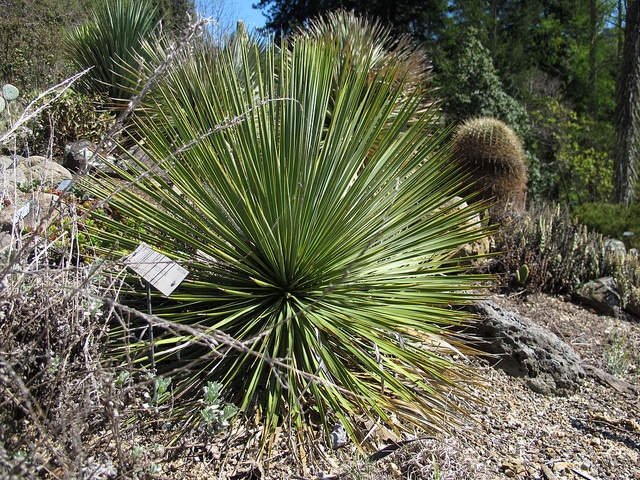 Yucca de thompson (Yucca thompsoniana)