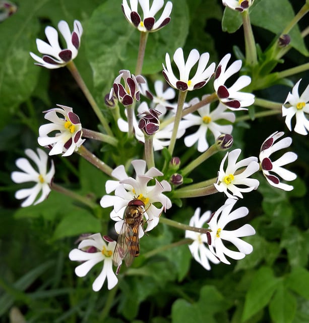 Phlox de nuit