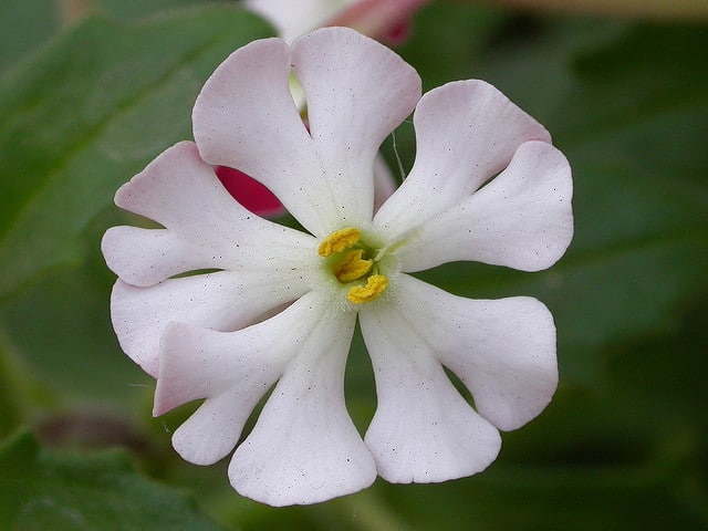 Phlox de nuit